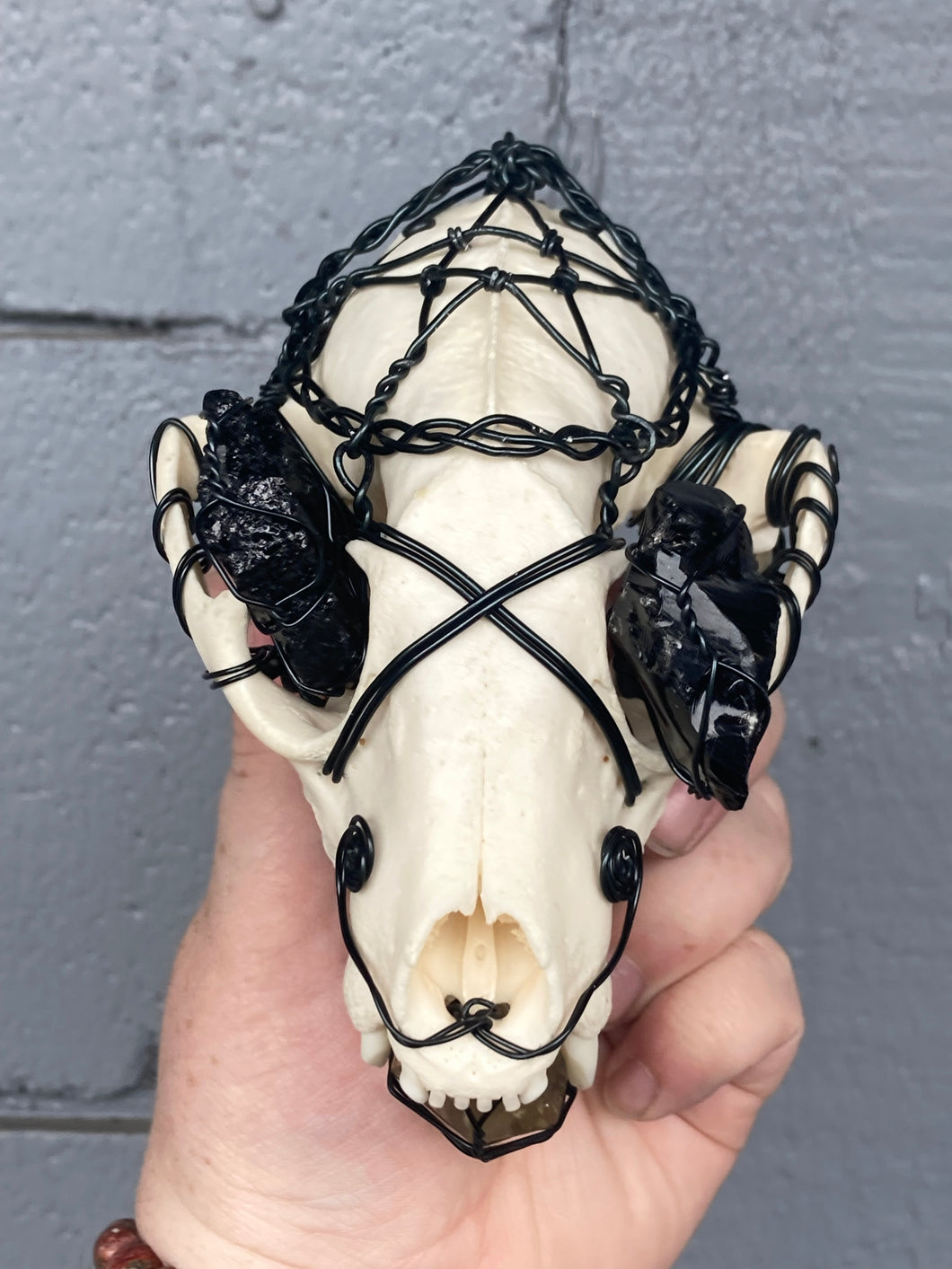 Wire Wrapped Raccoon Skull